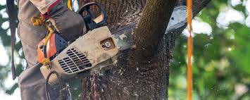 Why Choose Our Tree Removal Services in Oakland, SC?