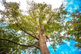  Oakland, SC Tree Services Pros