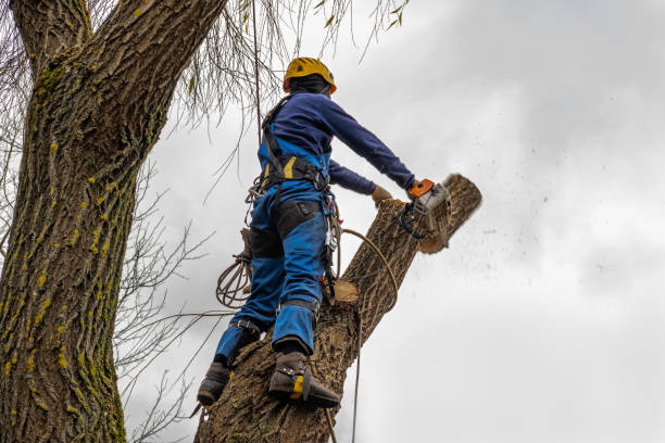 Best Emergency Tree Removal  in Oakland, SC