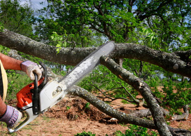 Best Tree Preservation Services  in Oakland, SC